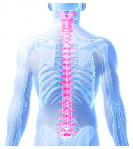 脊椎のイメージ